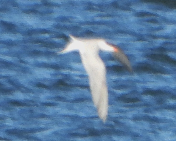 Common Tern - ML620929456