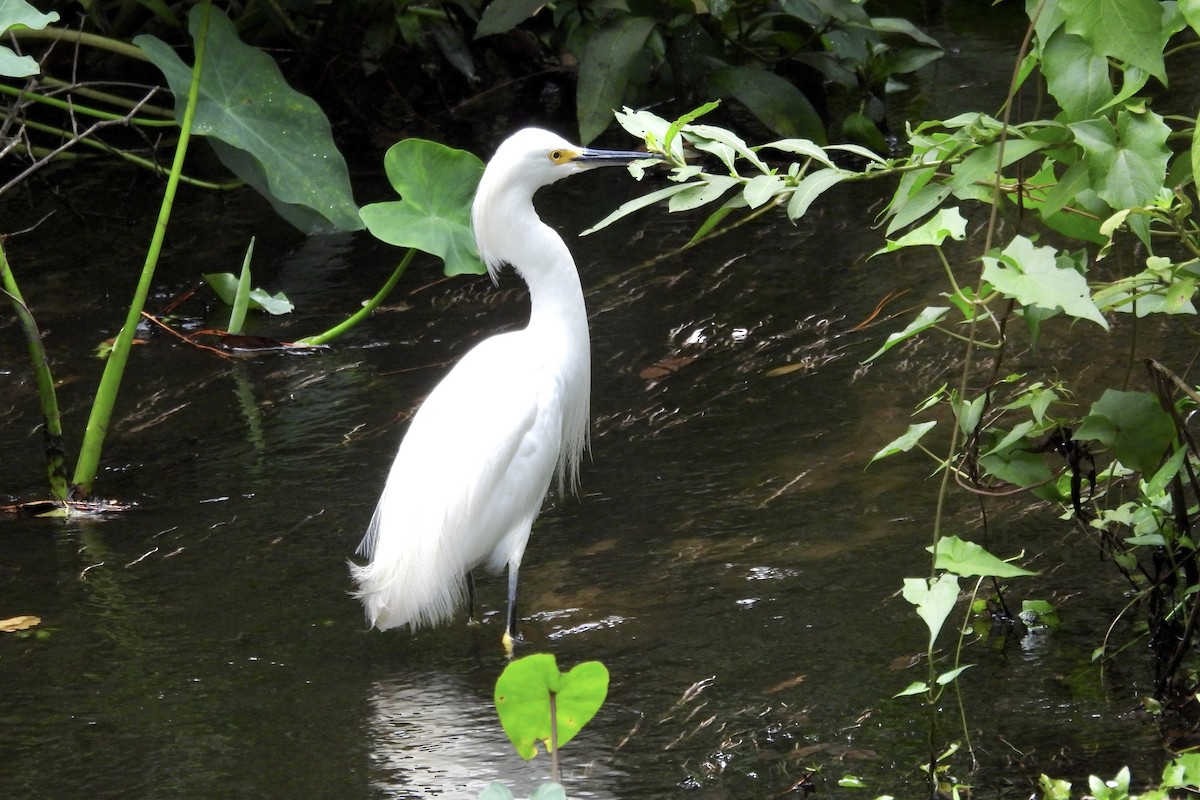 Snowy Egret - ML620929474