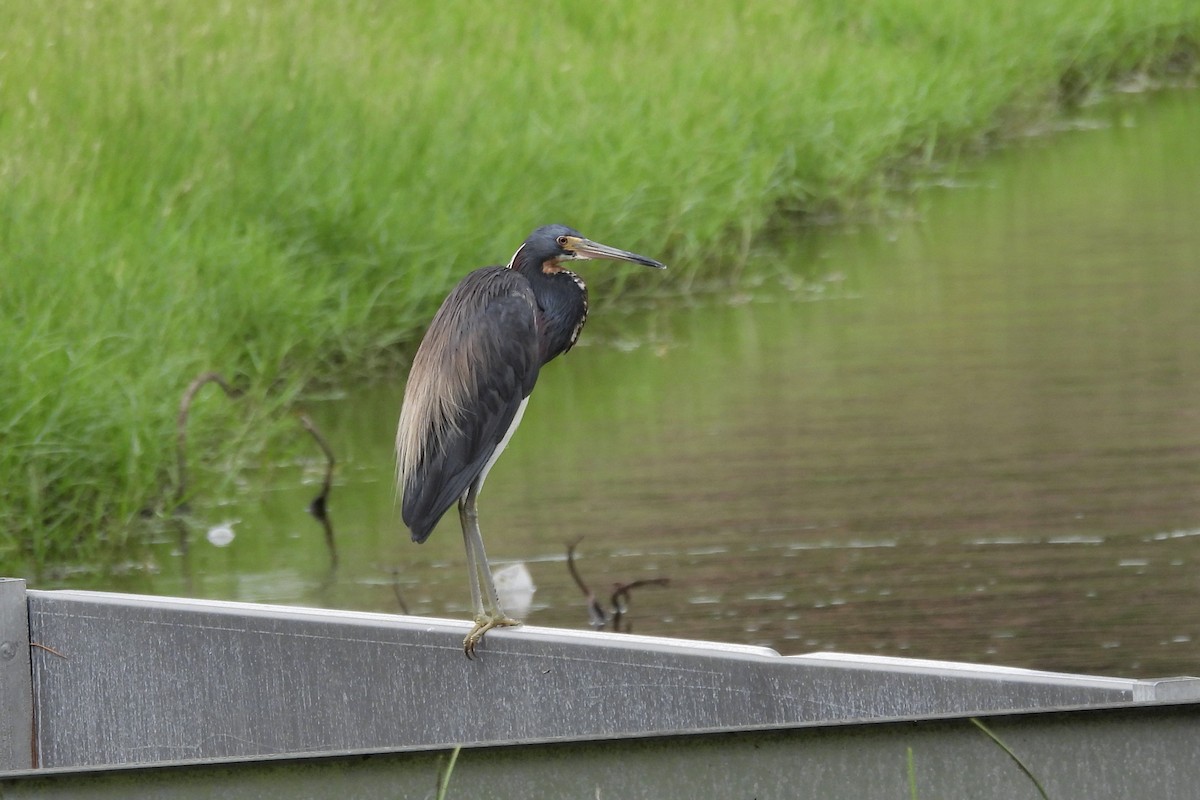 Tricolored Heron - ML620929477