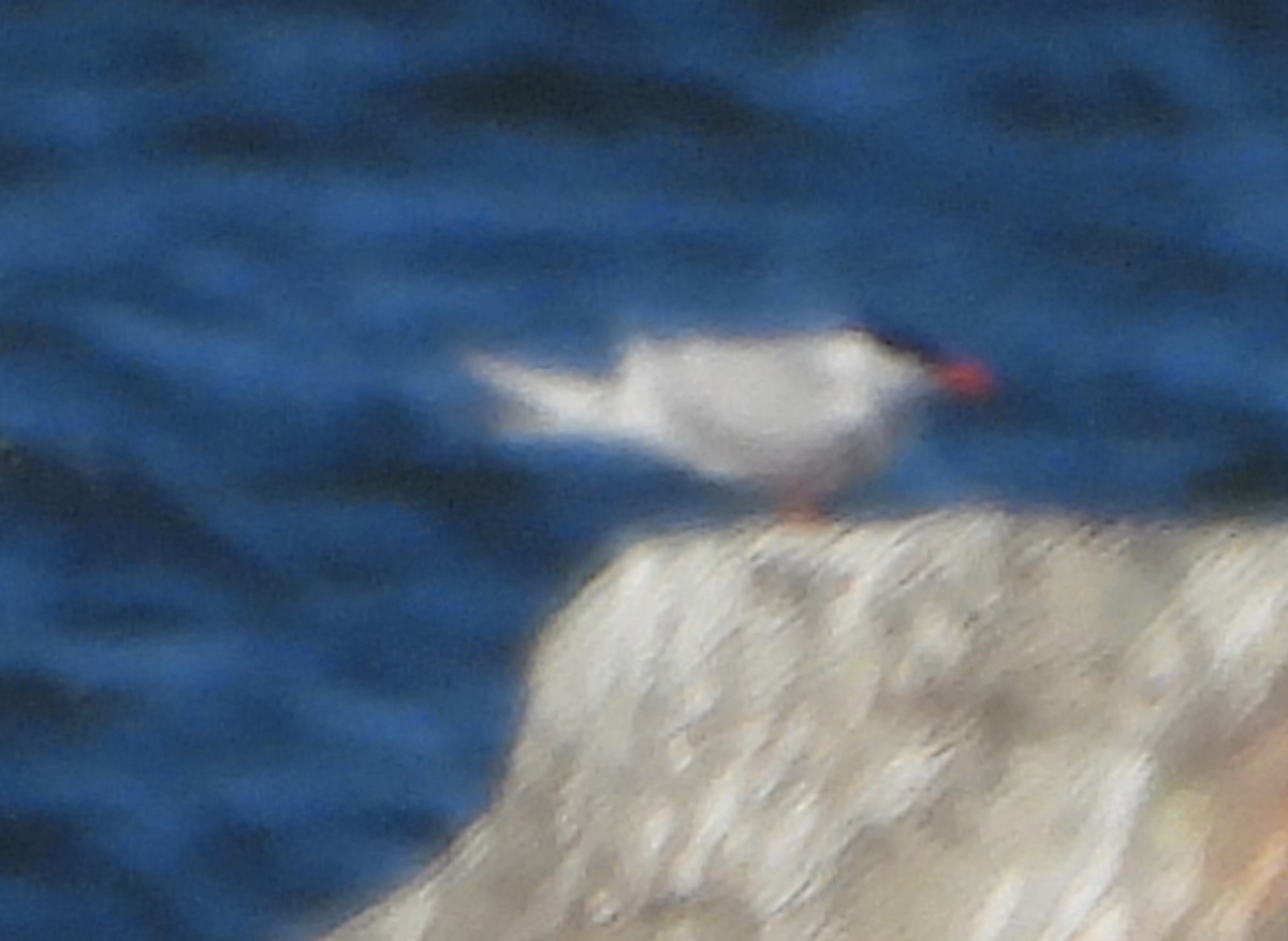 Common Tern - ML620929496