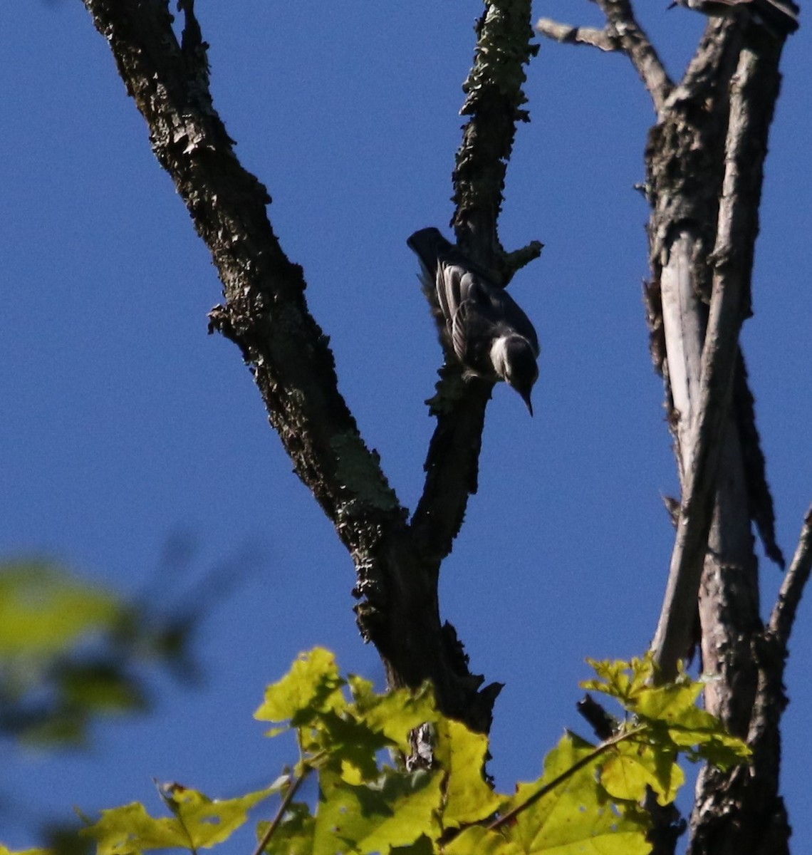 White-breasted Nuthatch - ML620929510