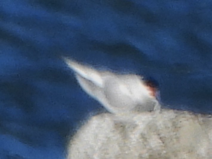 Common Tern - ML620929511