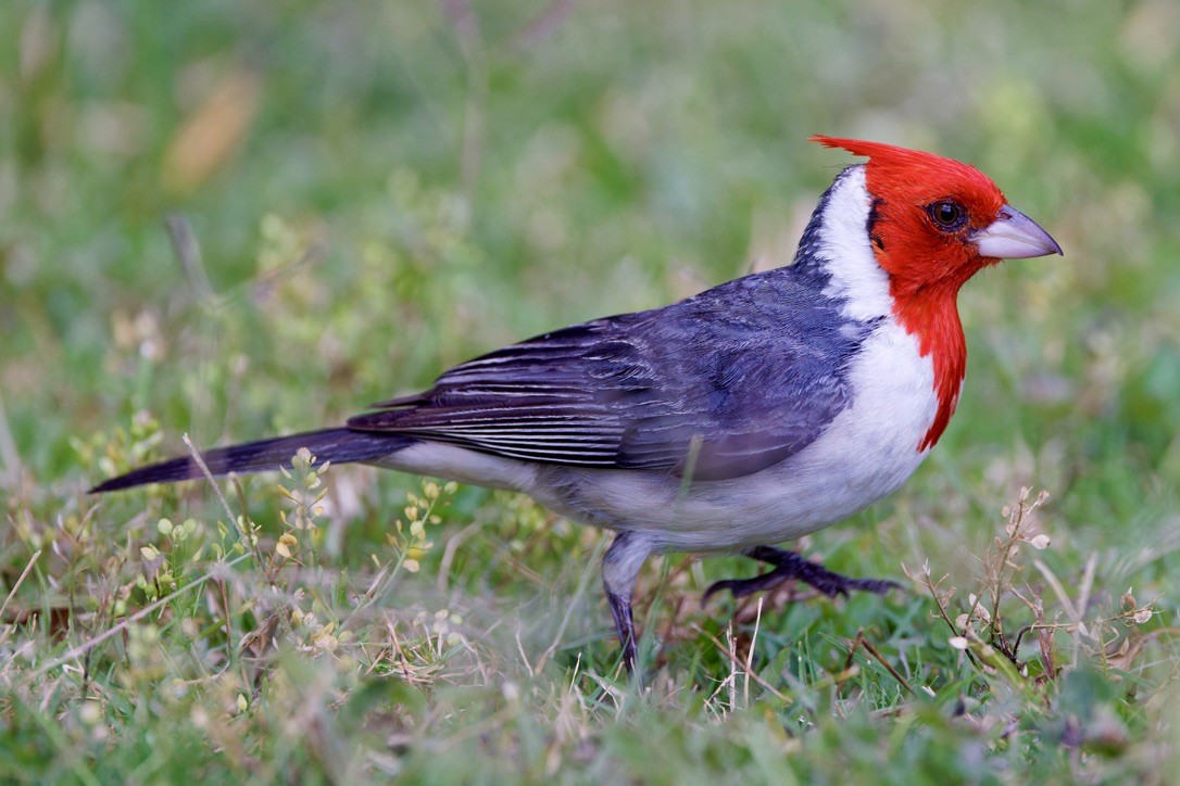 Red-crested Cardinal - ML620929516