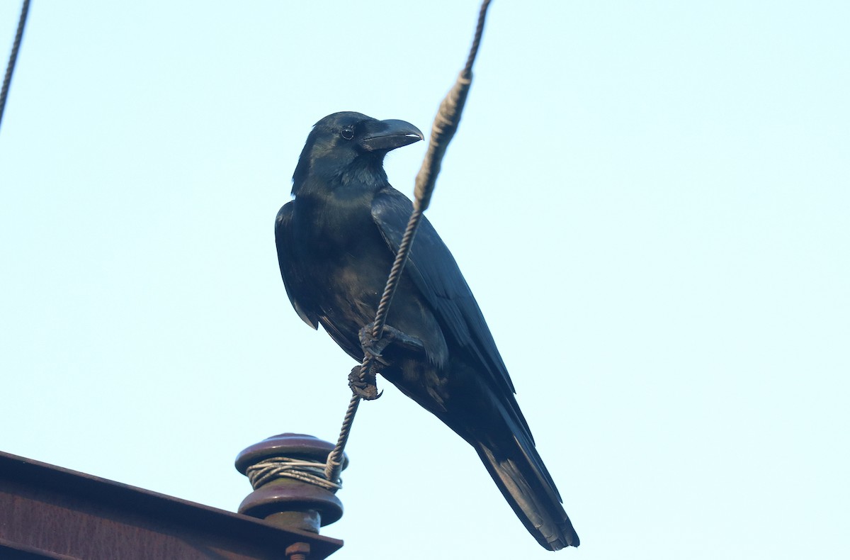 Large-billed Crow - ML620929518