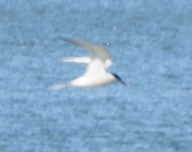Common Tern - ML620929526