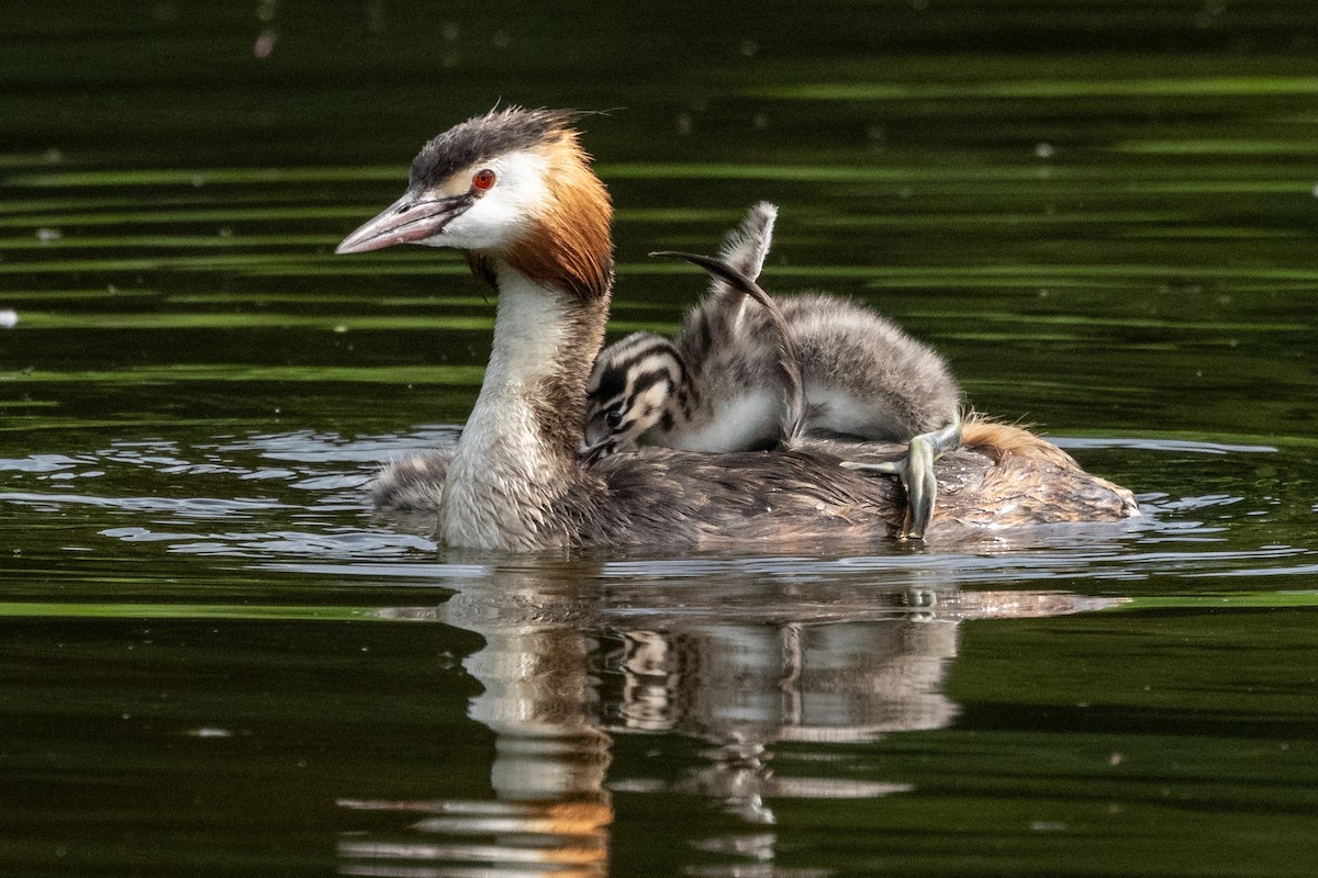 Great Crested Grebe - ML620929547