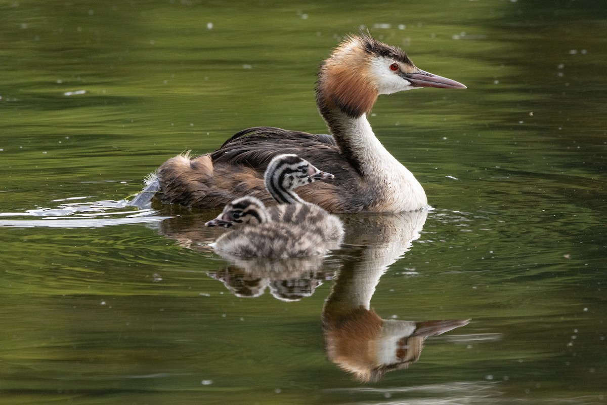 Great Crested Grebe - ML620929549