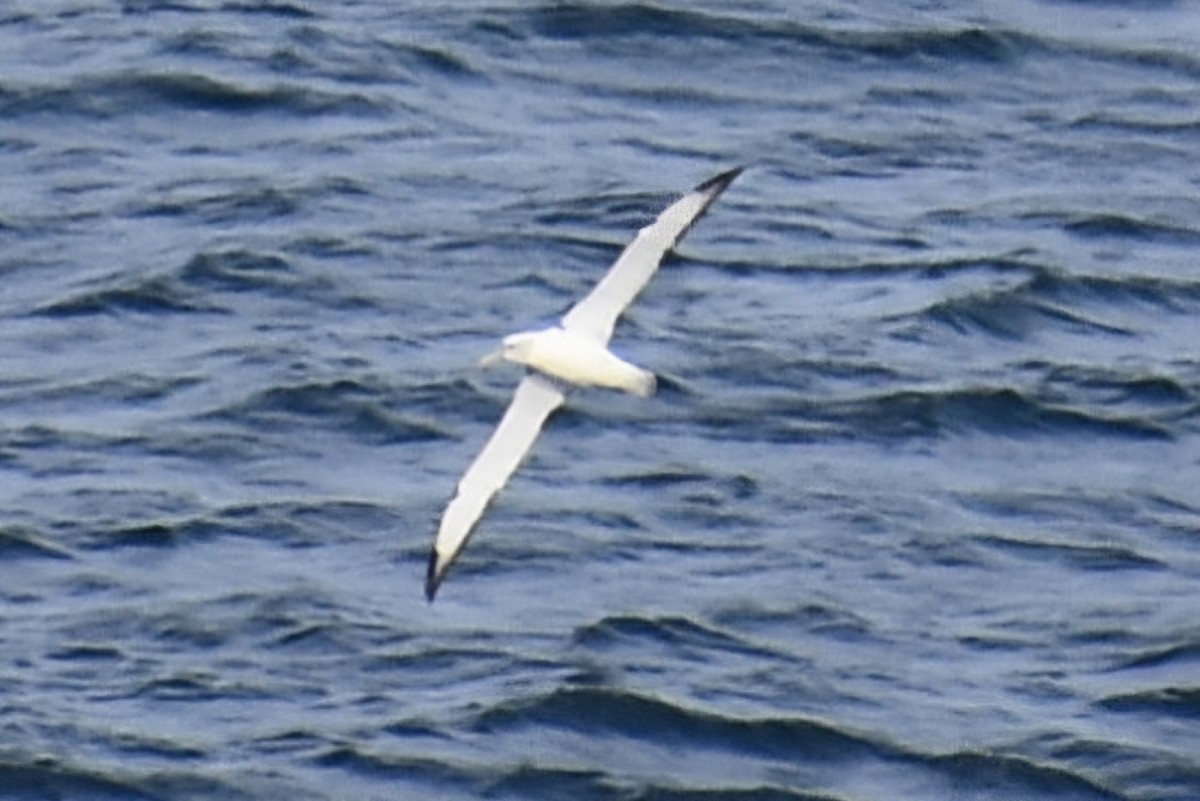 albatross sp. - ML620929588