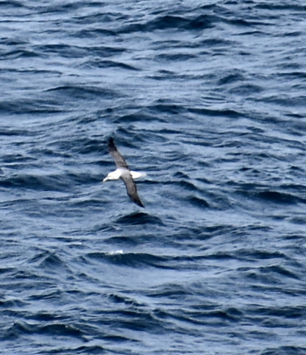 albatross sp. - ML620929589