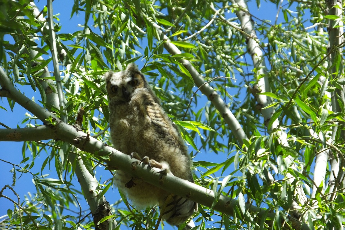 Great Horned Owl - ML620929609