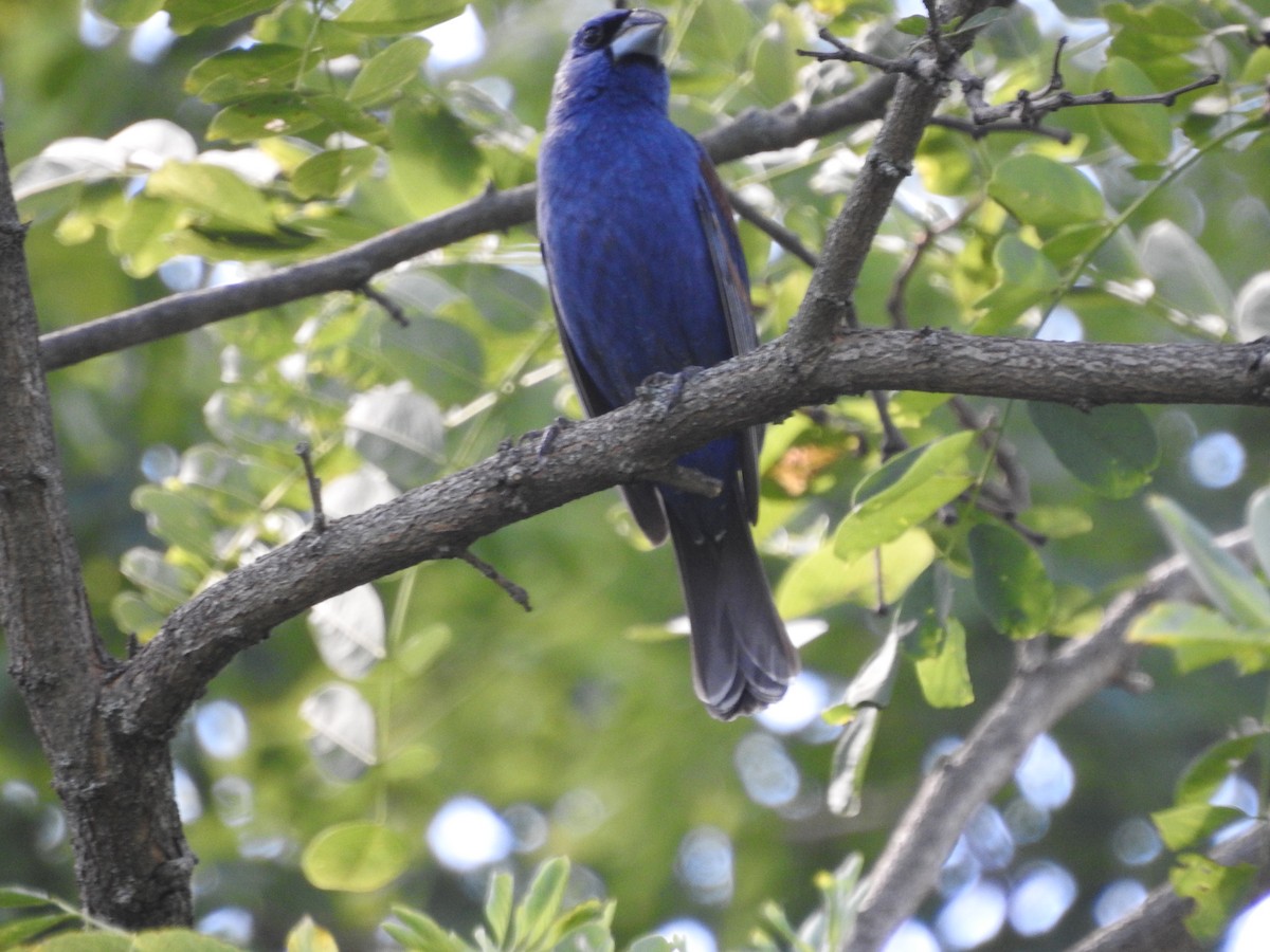 Blue Grosbeak - ML620929621