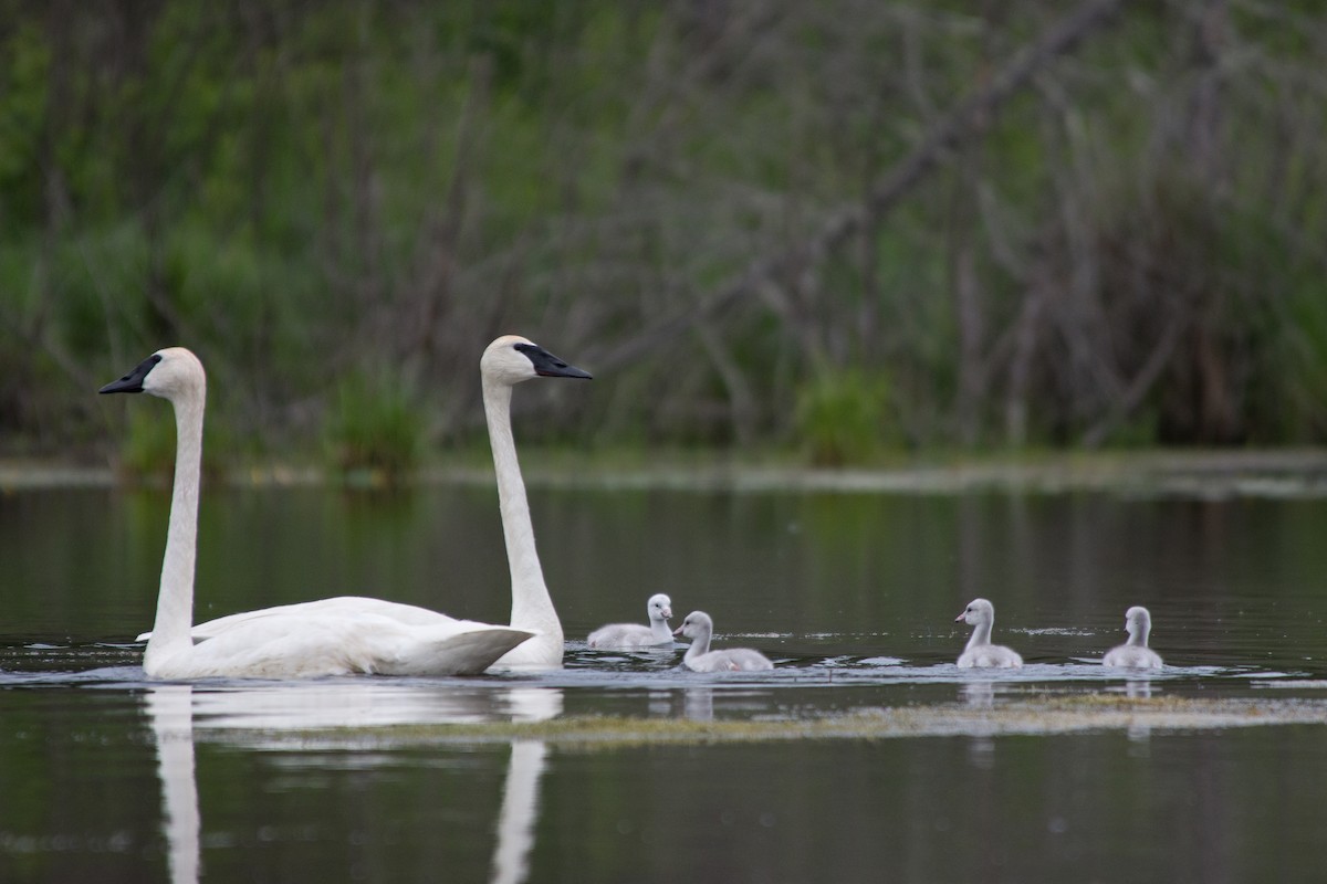 Trumpeter Swan - ML620929623
