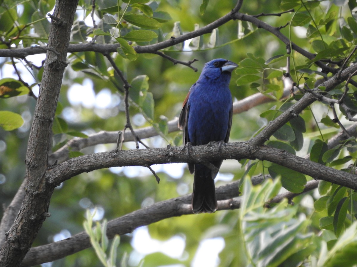 Blue Grosbeak - ML620929625