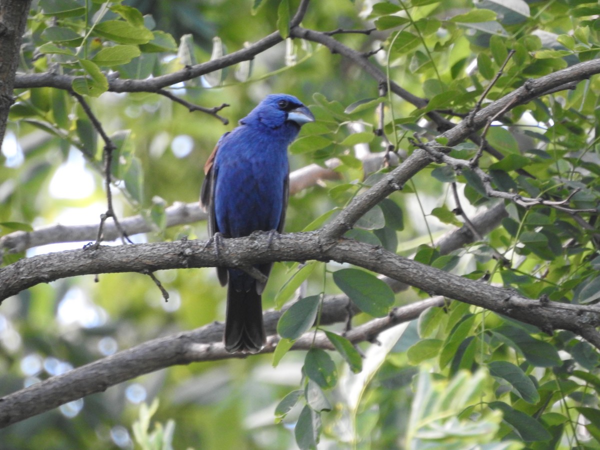 Blue Grosbeak - ML620929626