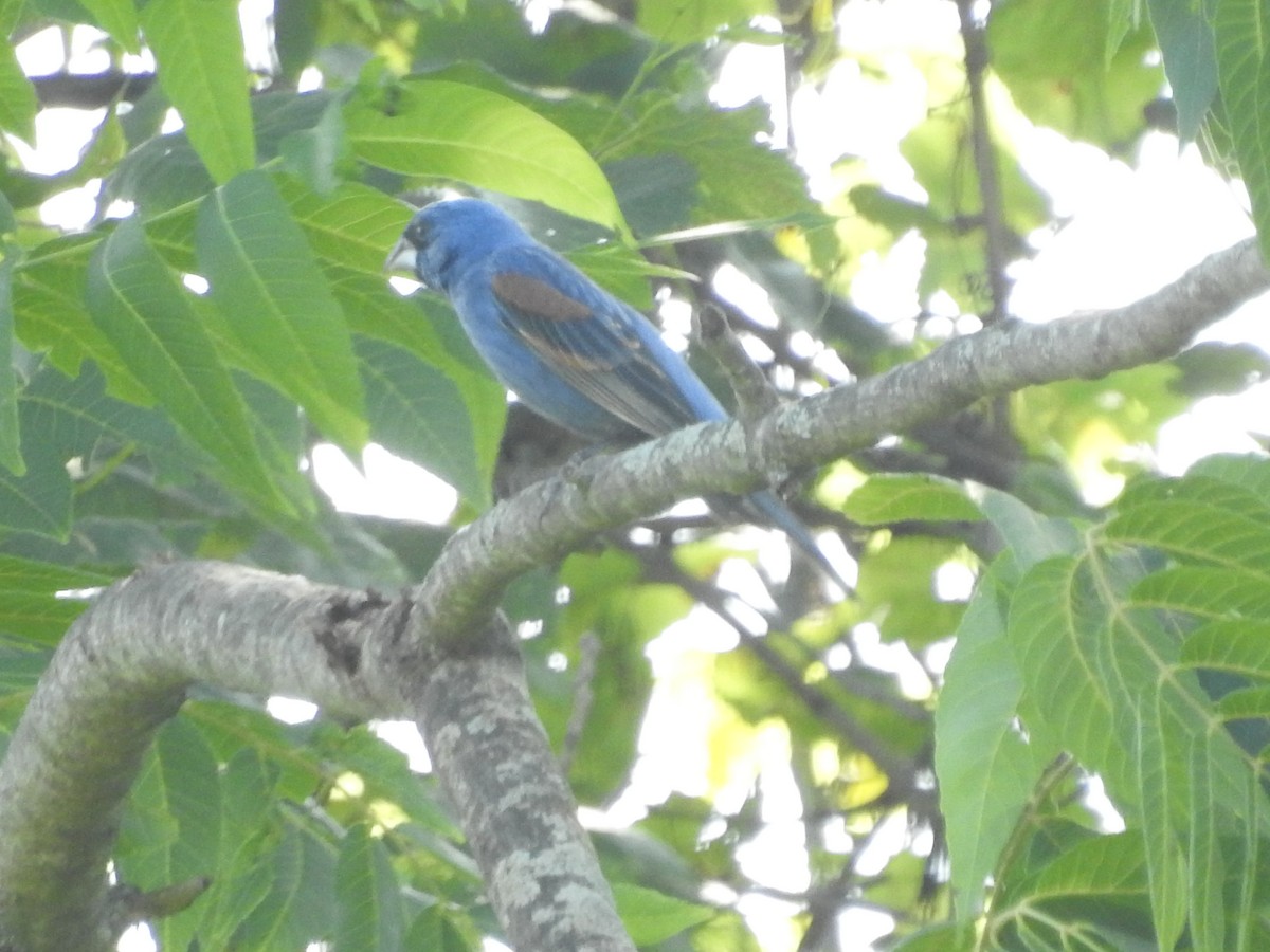 Blue Grosbeak - ML620929627