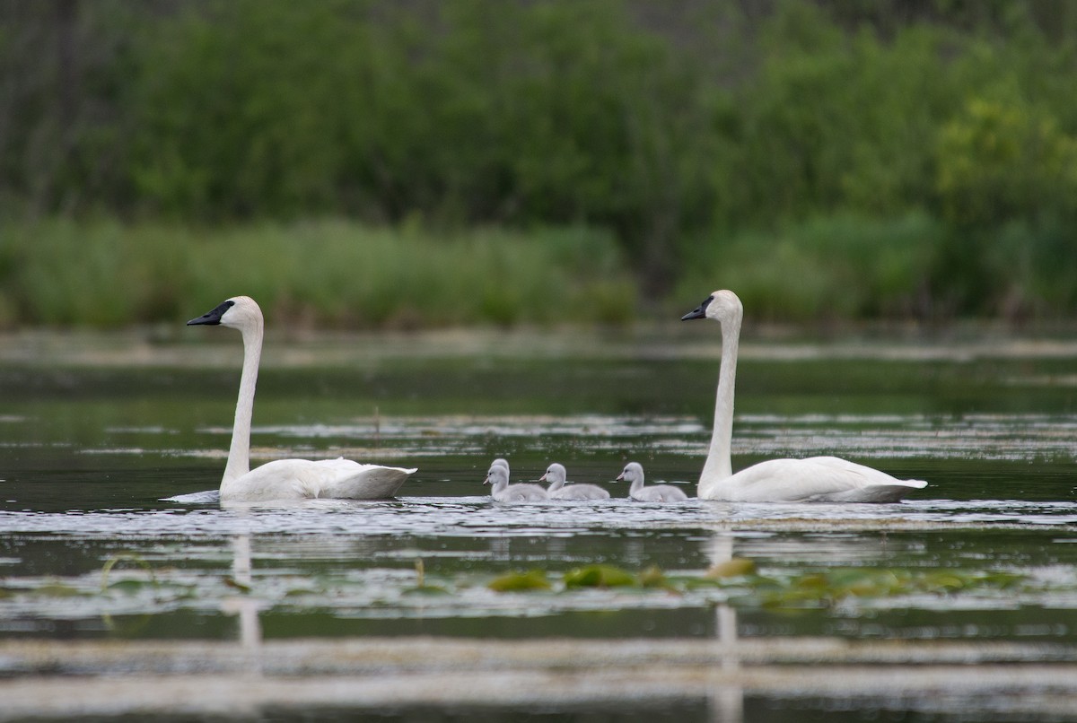 Trumpeter Swan - ML620929634