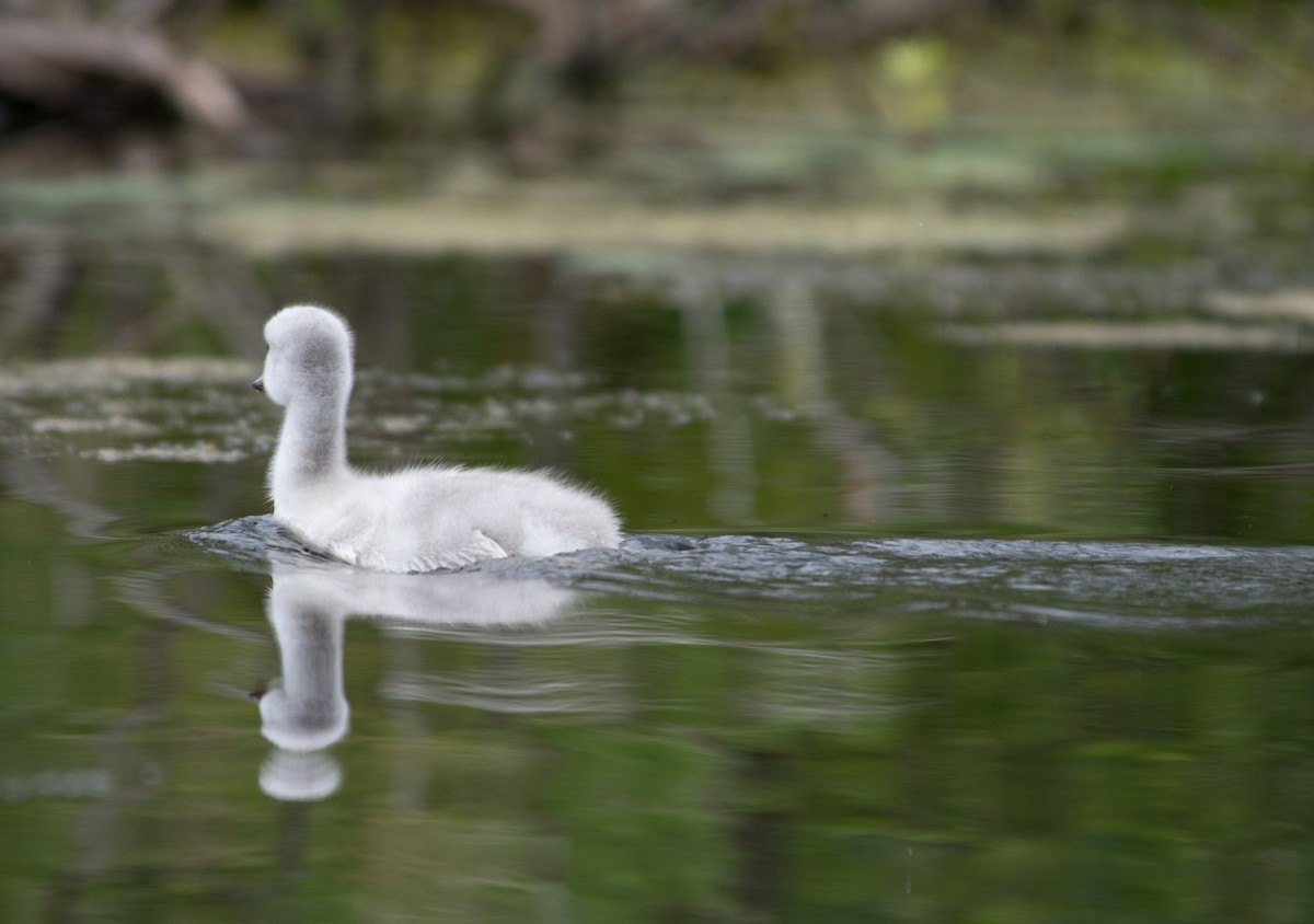 Trumpeter Swan - ML620929638