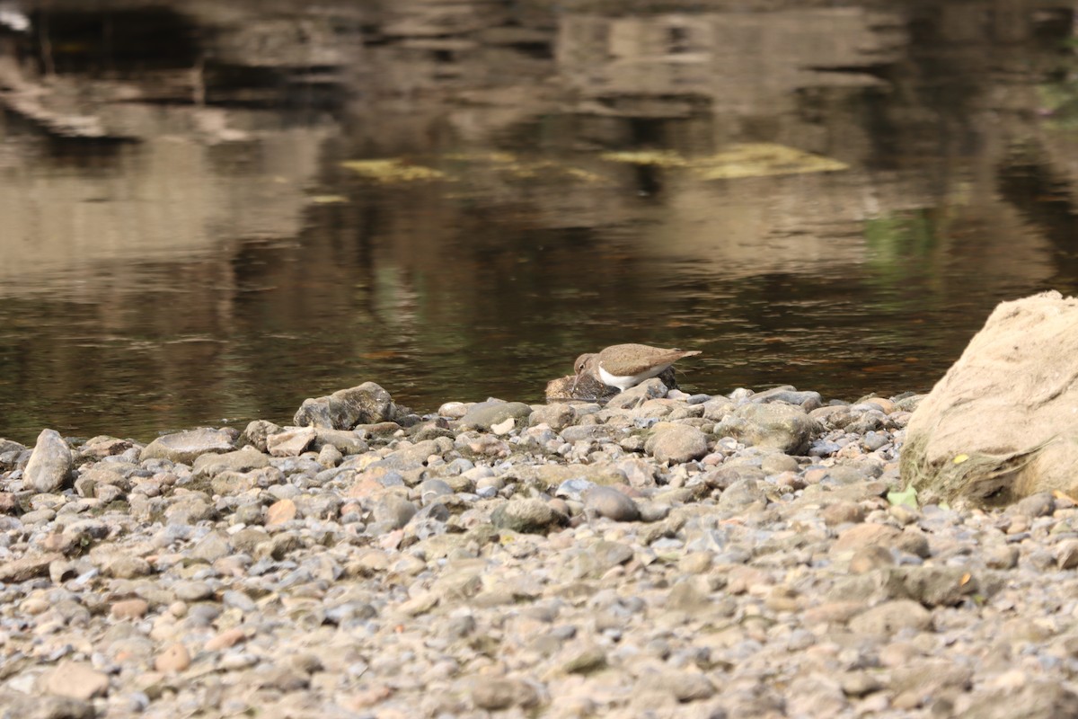 Common Sandpiper - ML620929639