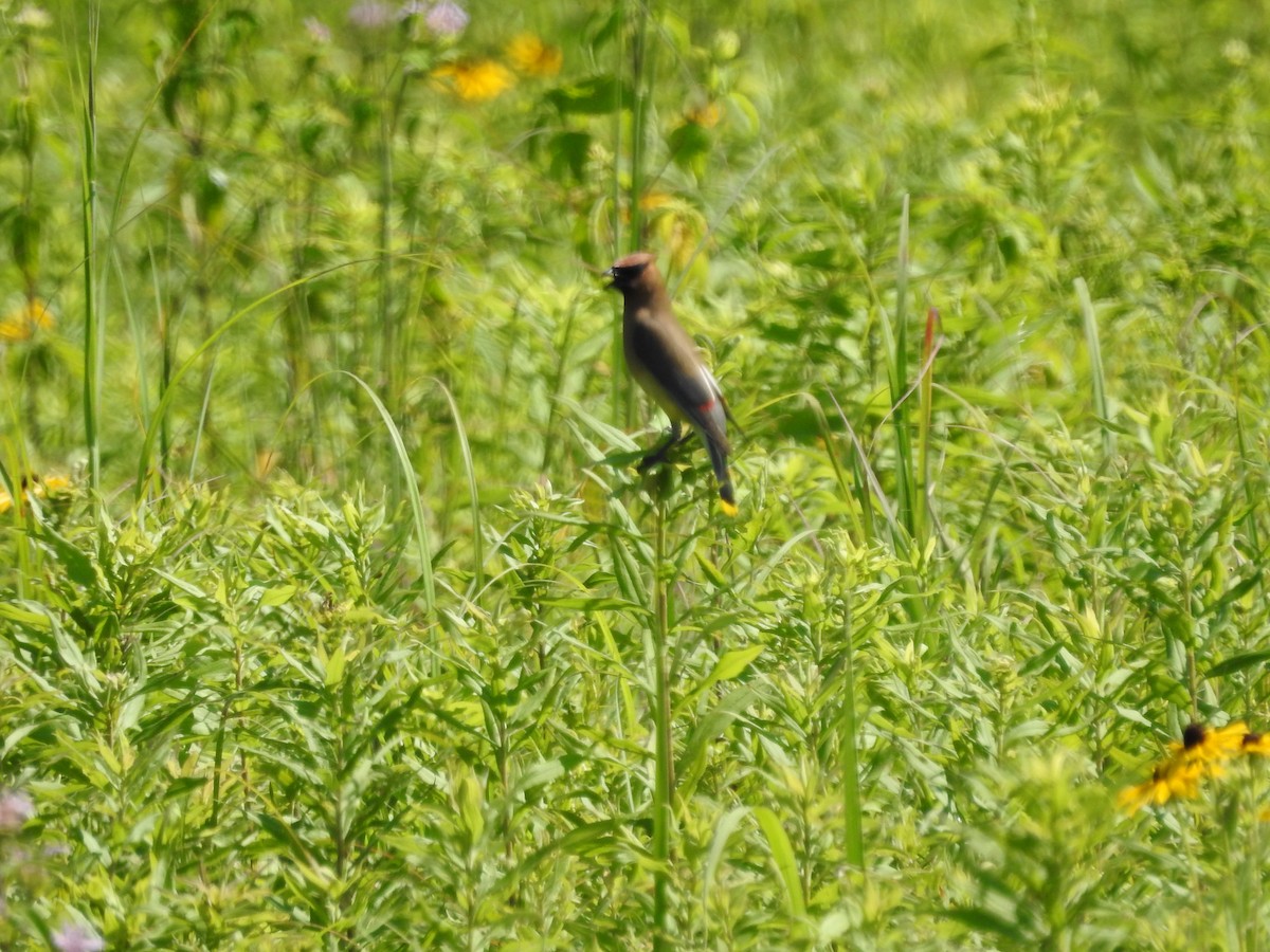 Cedar Waxwing - ML620929645