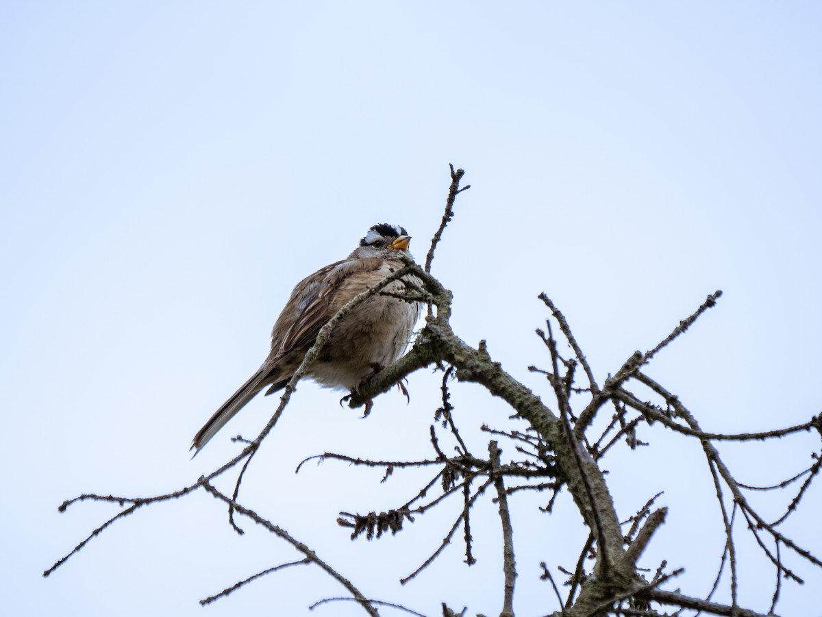White-crowned Sparrow - ML620929662