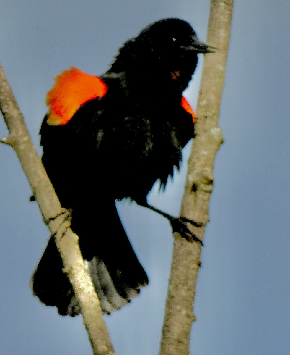 Red-winged Blackbird - ML620929674