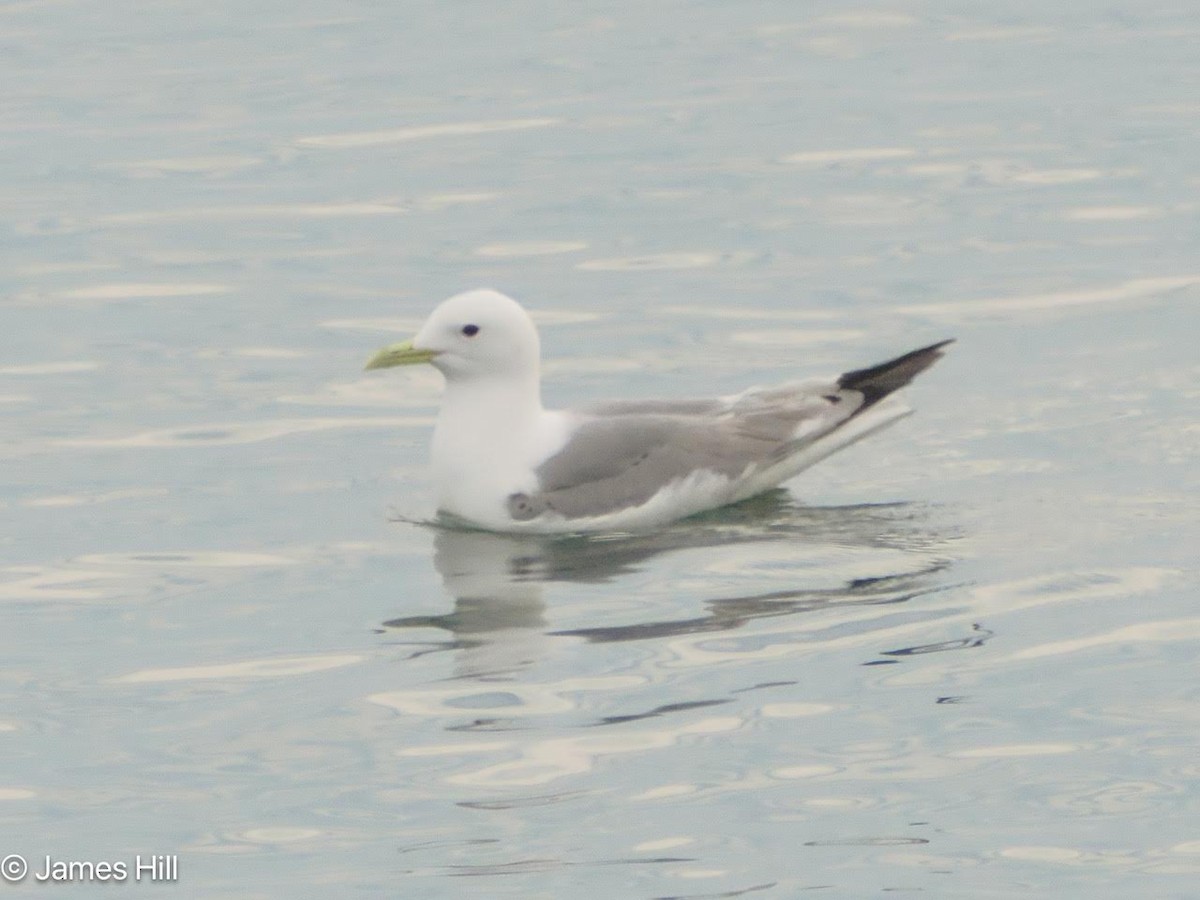 Mouette tridactyle - ML620929691