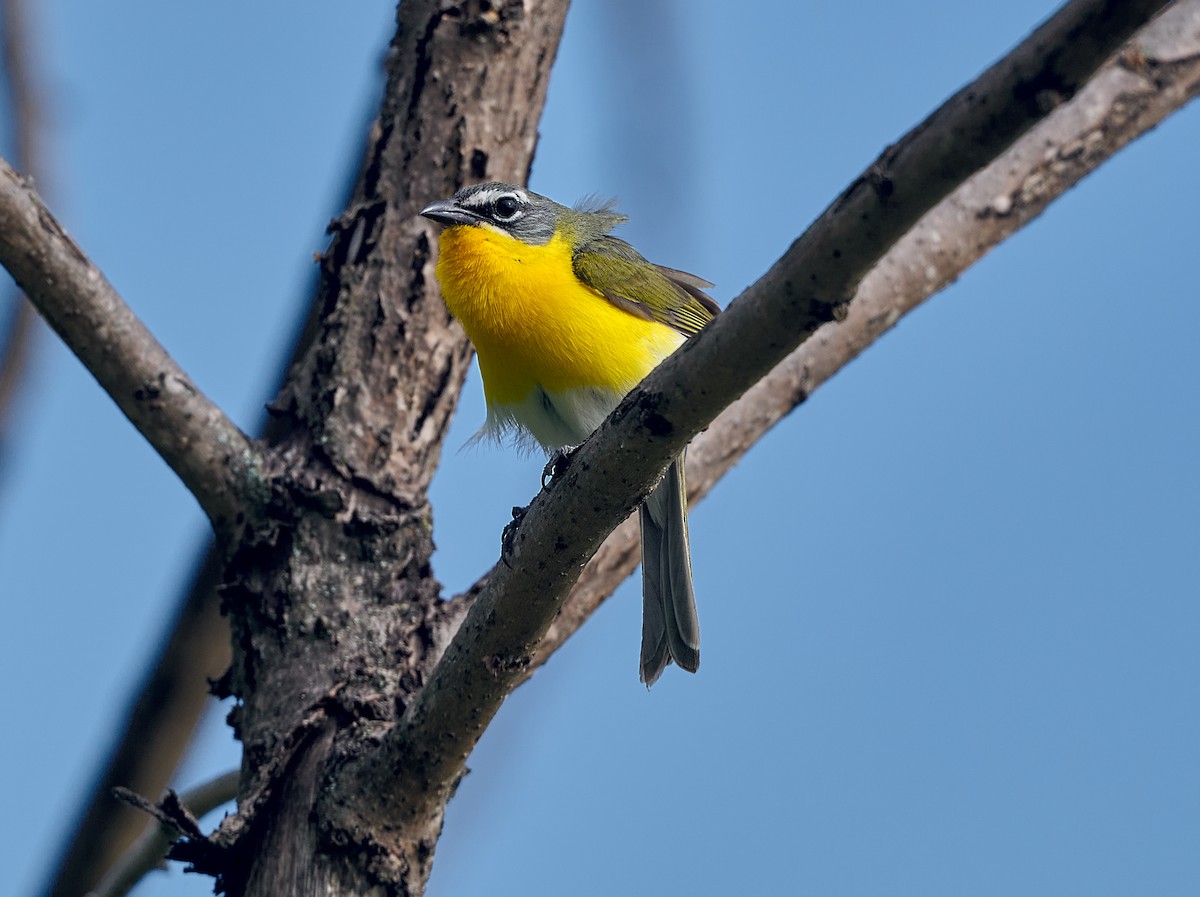 Yellow-breasted Chat - ML620929714