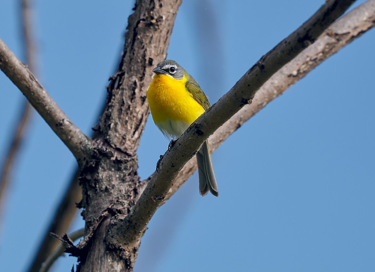 Yellow-breasted Chat - ML620929715