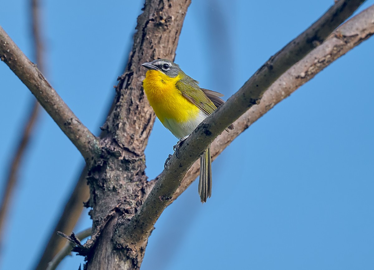 Yellow-breasted Chat - ML620929716