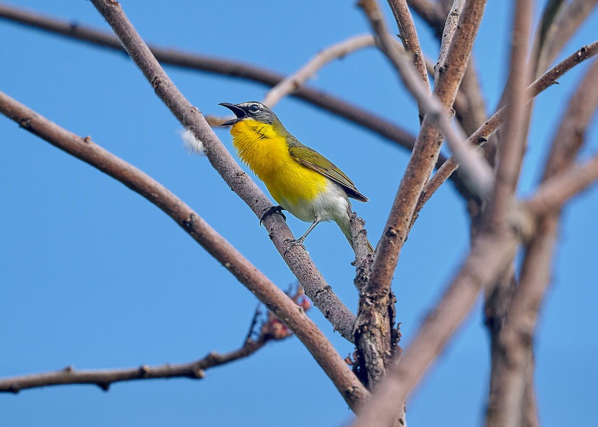 Yellow-breasted Chat - ML620929717