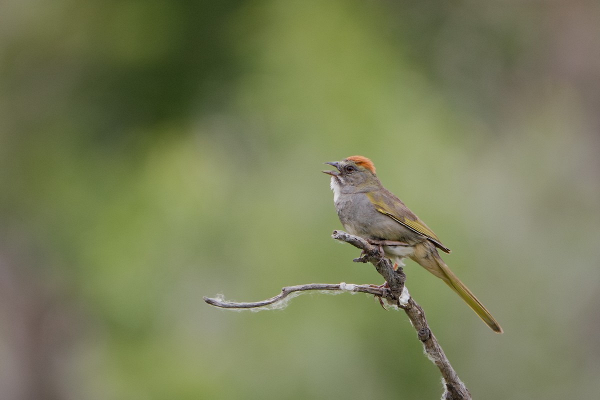 Green-tailed Towhee - ML620929718