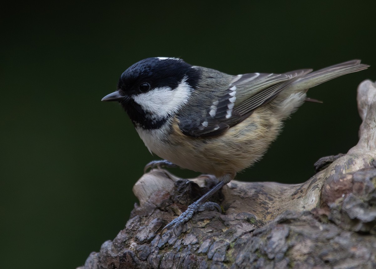 Coal Tit (British) - Nathaniel Dargue