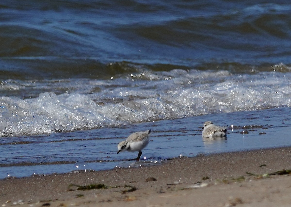 Piping Plover - ML620929754