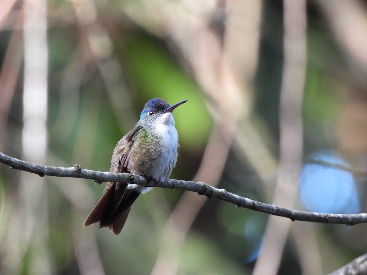 Azure-crowned Hummingbird - ML620929757