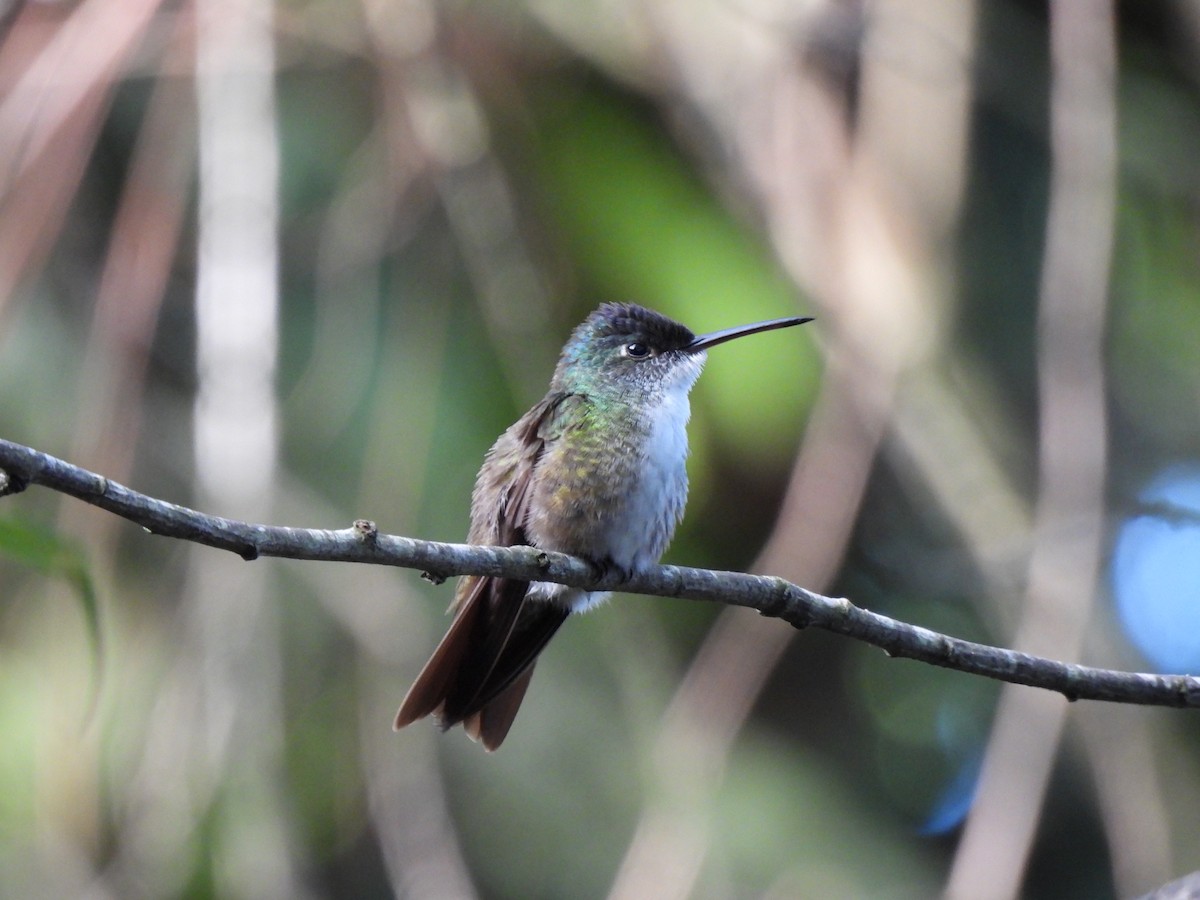 Azure-crowned Hummingbird - ML620929758