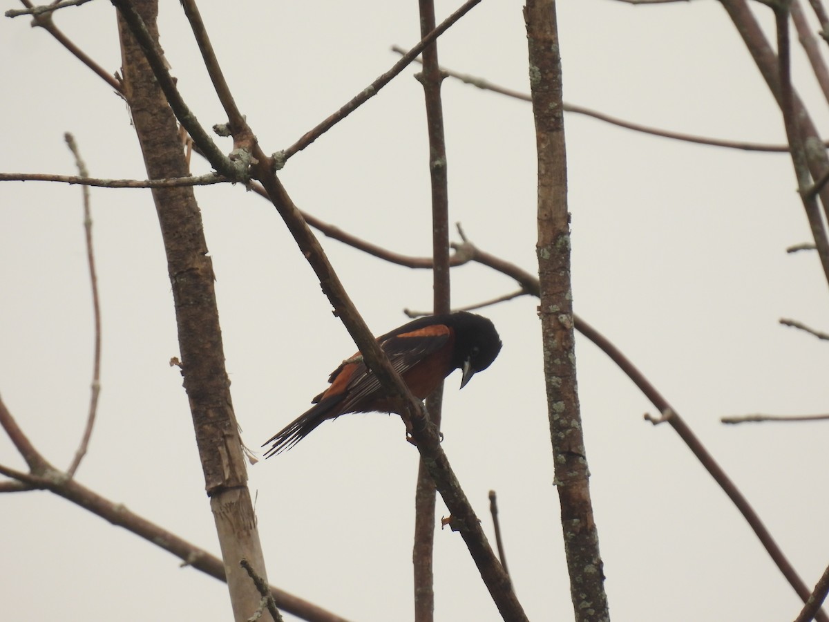 Orchard Oriole - ML620929777