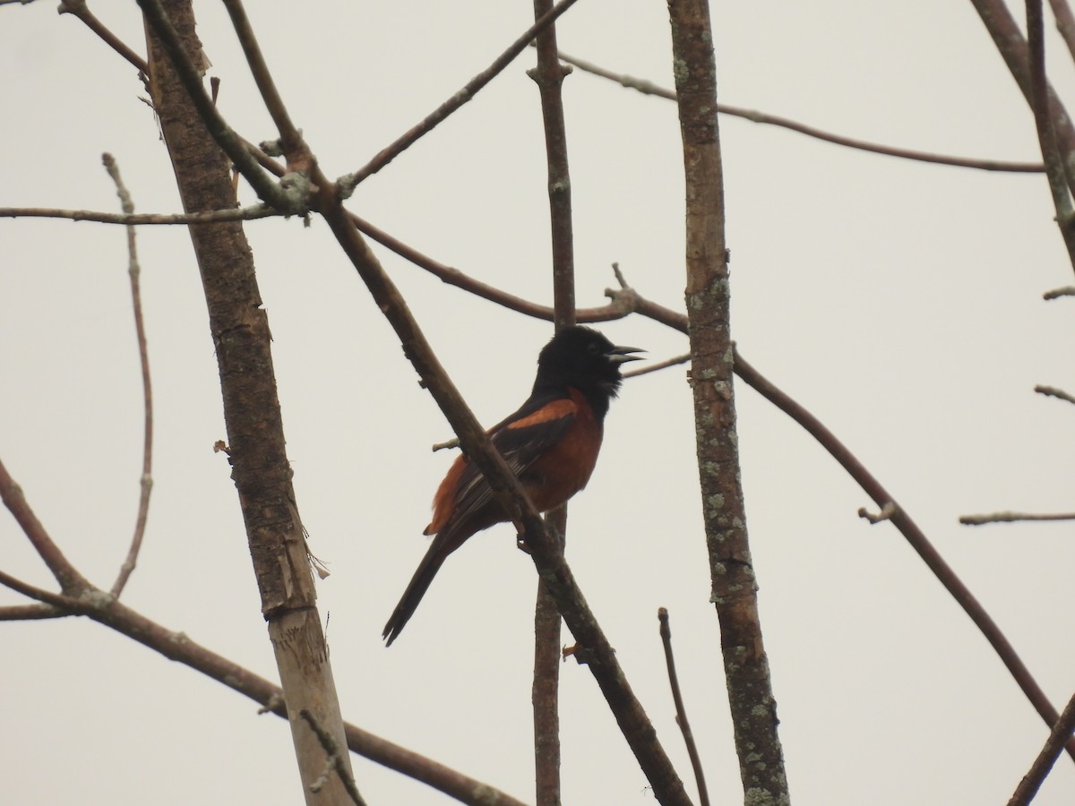Orchard Oriole - ML620929779