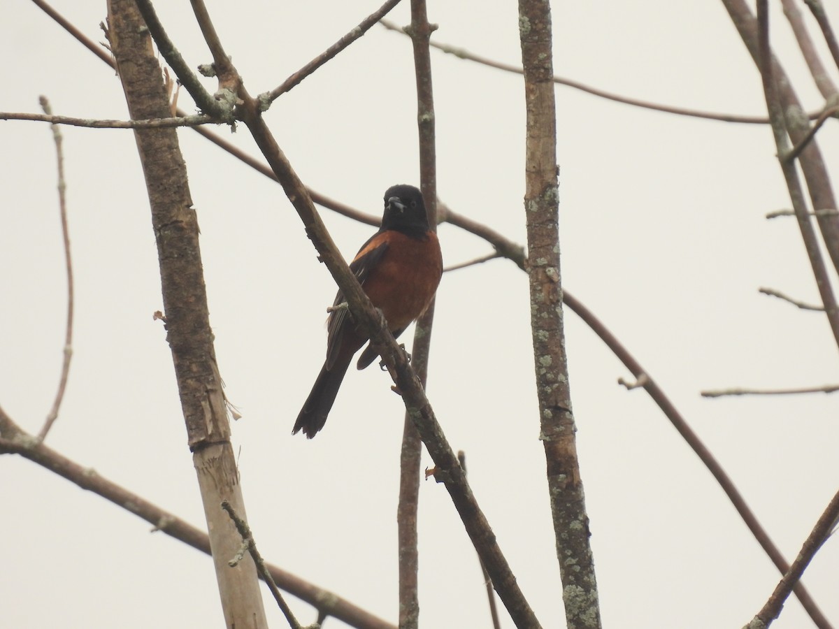 Orchard Oriole - ML620929789