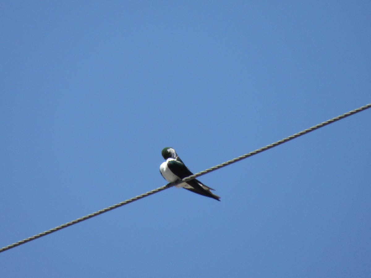 Violet-green Swallow - ML620929790