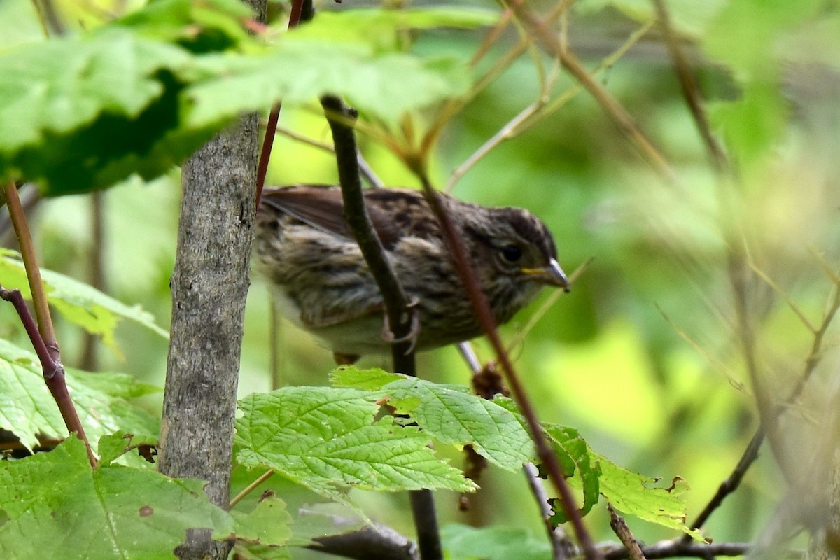Swamp Sparrow - ML620929798