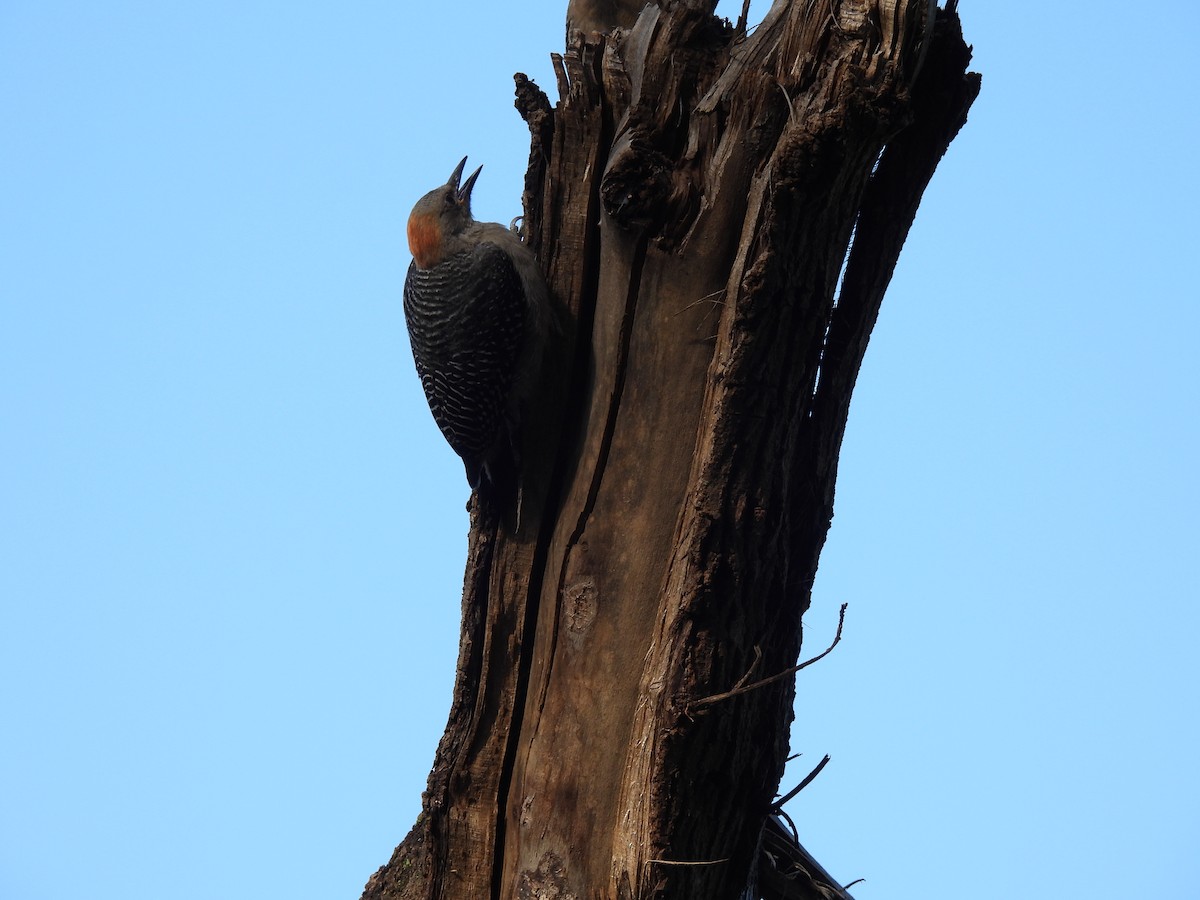 Golden-fronted Woodpecker - ML620929811
