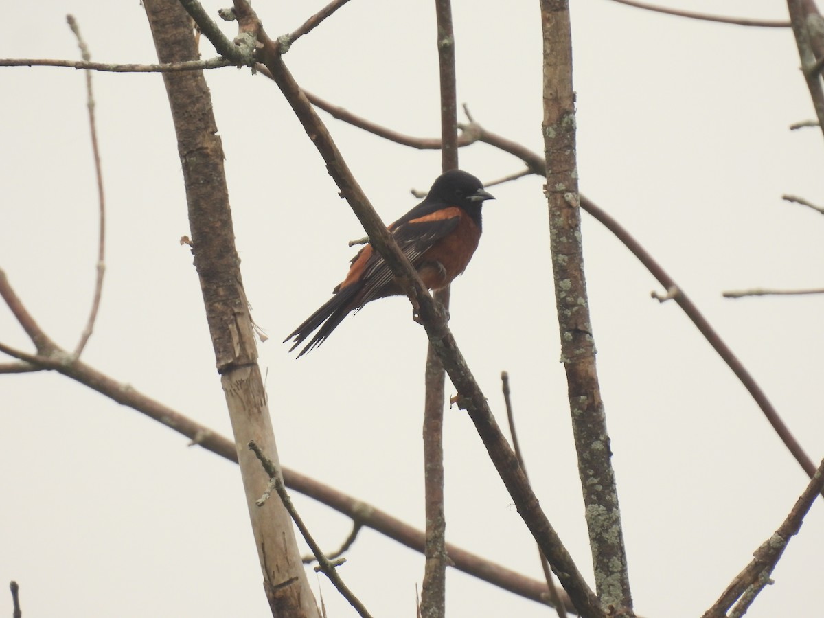 Orchard Oriole - ML620929820