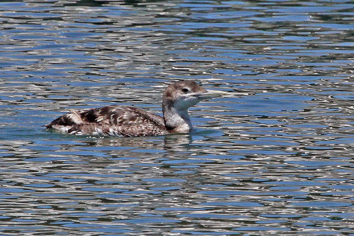 Gelbschnabeltaucher - ML620929830