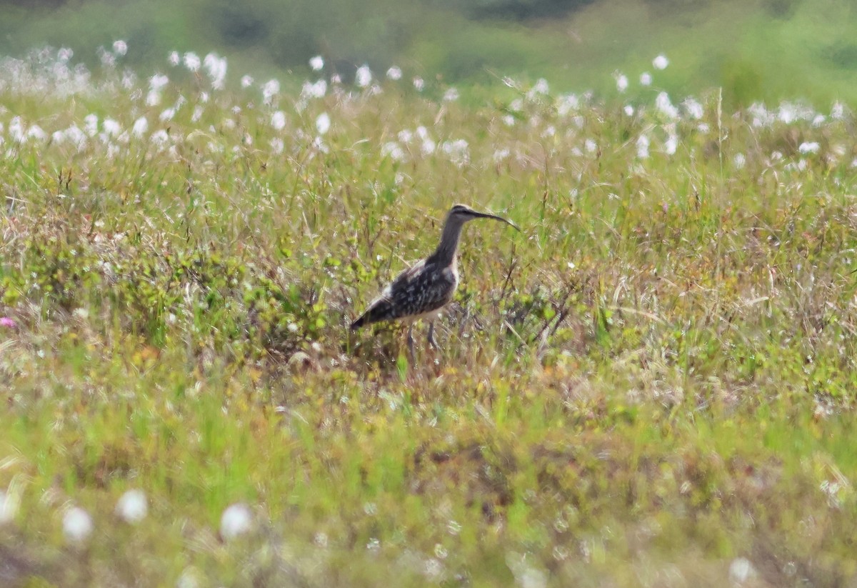 Bristle-thighed Curlew - ML620929861