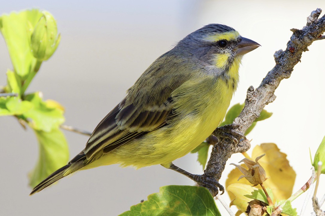 Yellow-fronted Canary - ML620929867