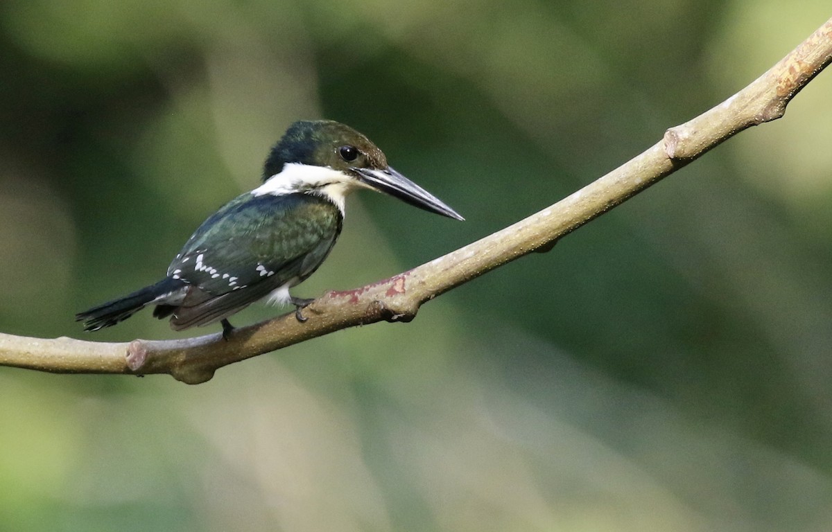 Martin-pêcheur vert - ML620929902