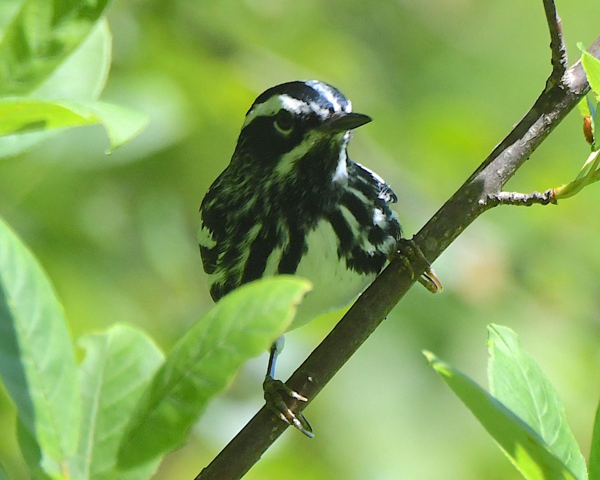 Black-and-white Warbler - ML620929928