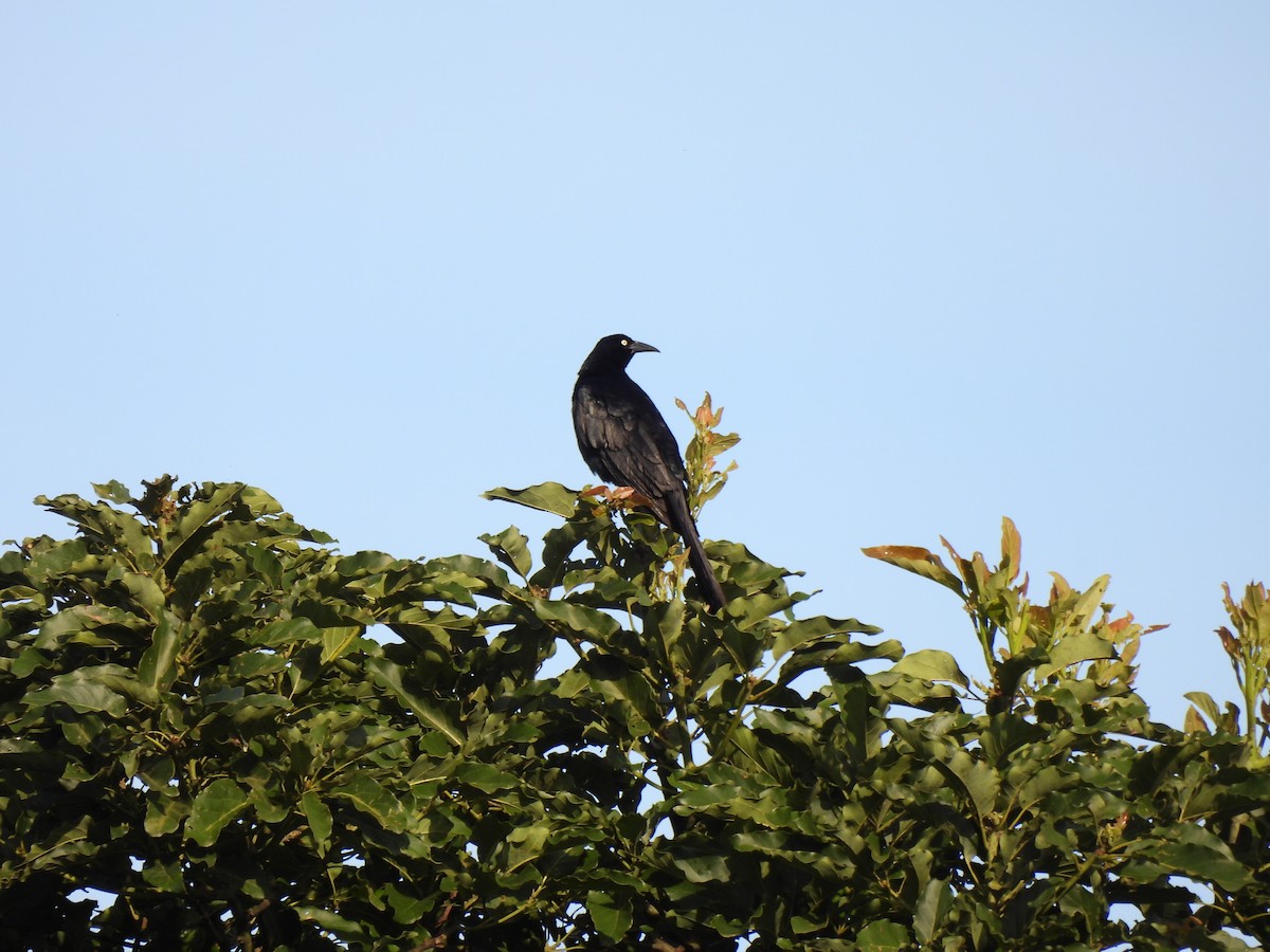 Great-tailed Grackle - ML620929930