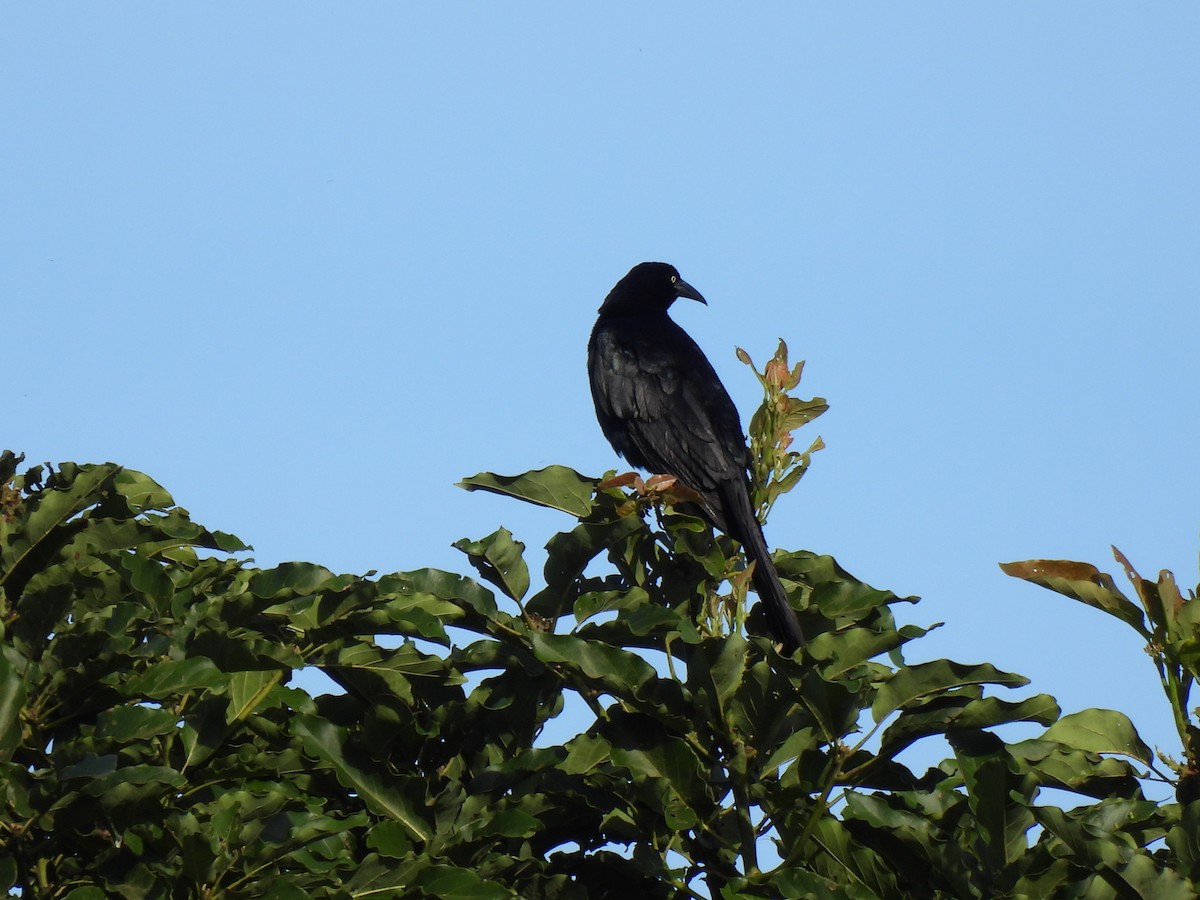 Great-tailed Grackle - ML620929931