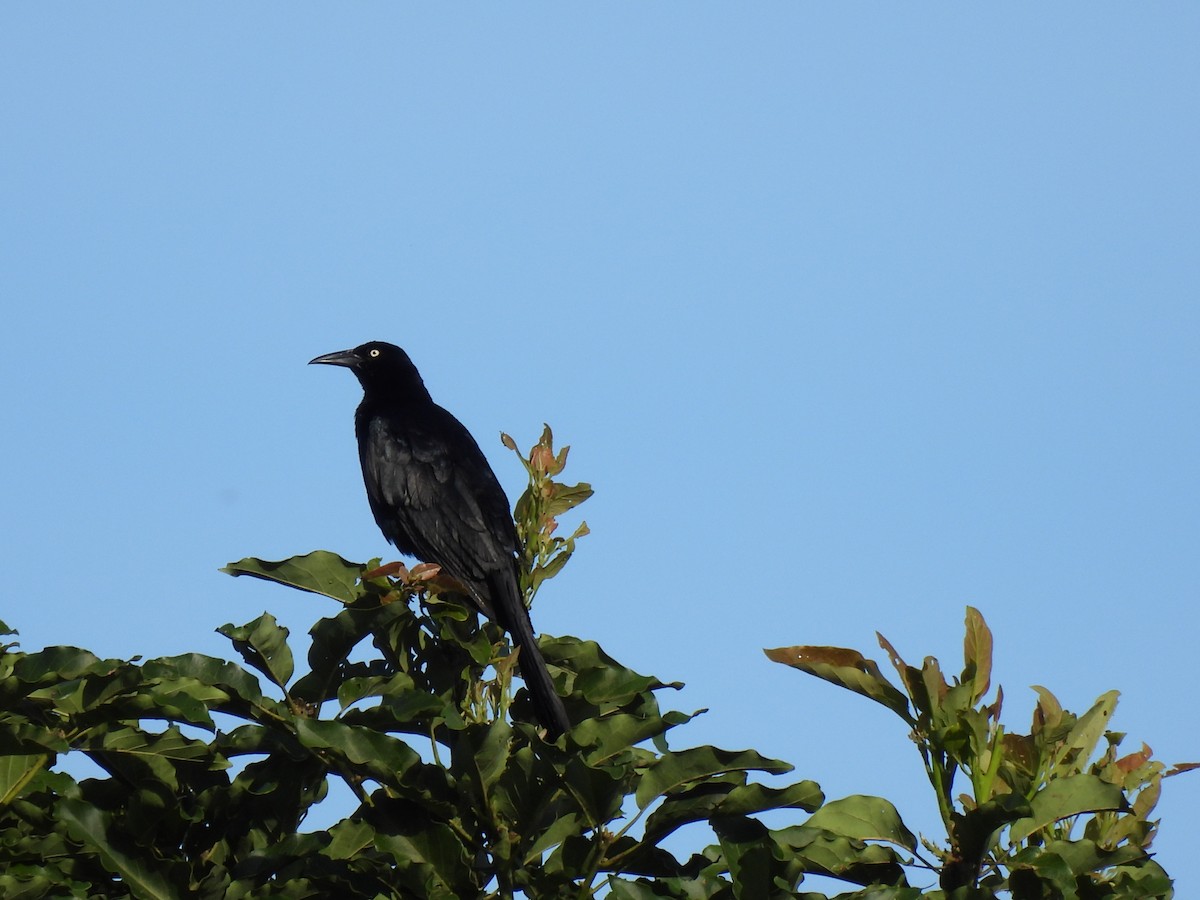 Great-tailed Grackle - ML620929932